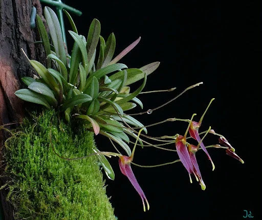 littletreedesignbiotopes832748