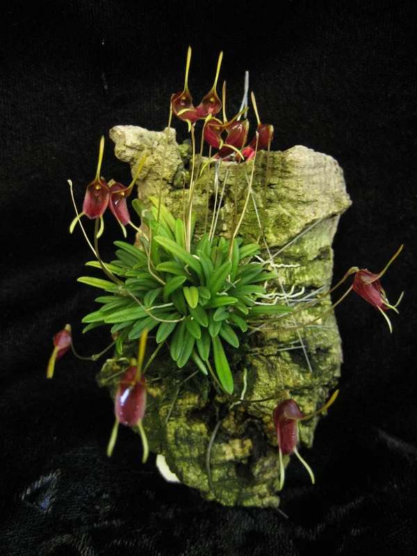 littletreedesignbiotopes832762