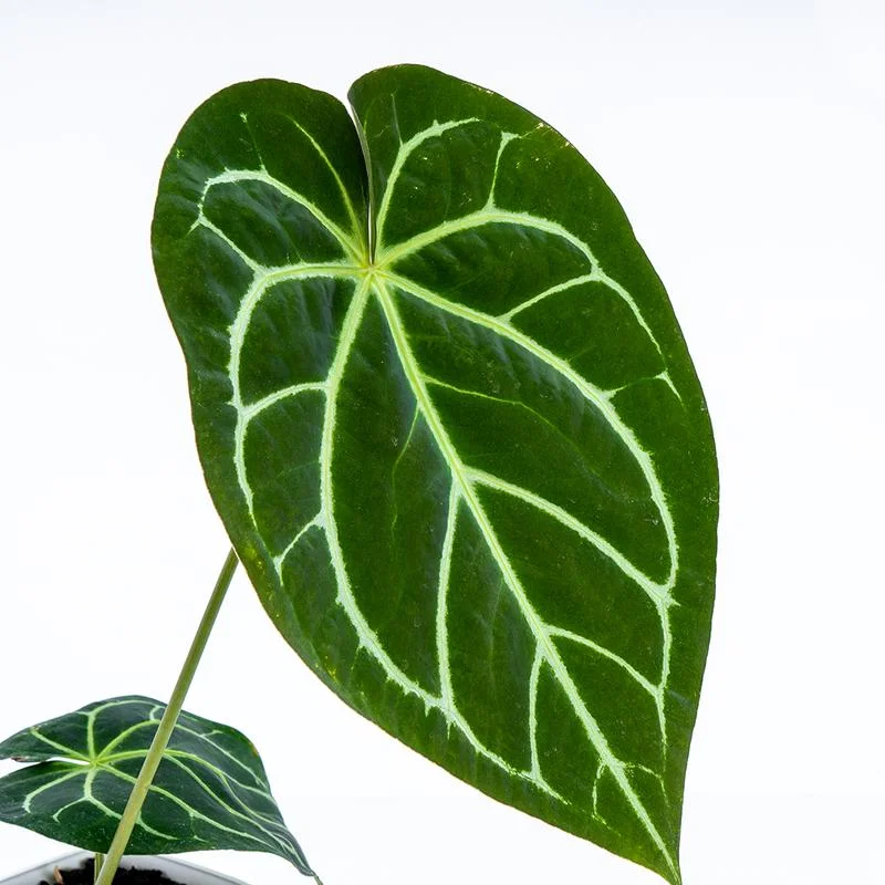 littletreedesignbiotopes832814