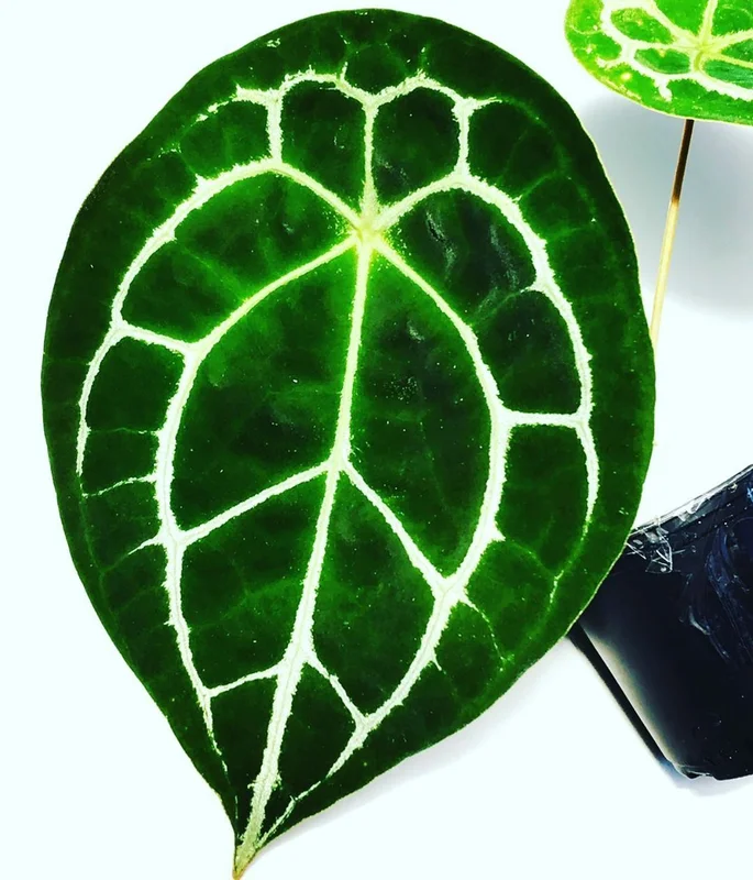 littletreedesignbiotopes832834
