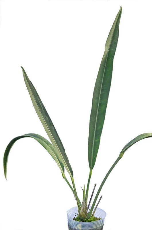 littletreedesignbiotopes832855