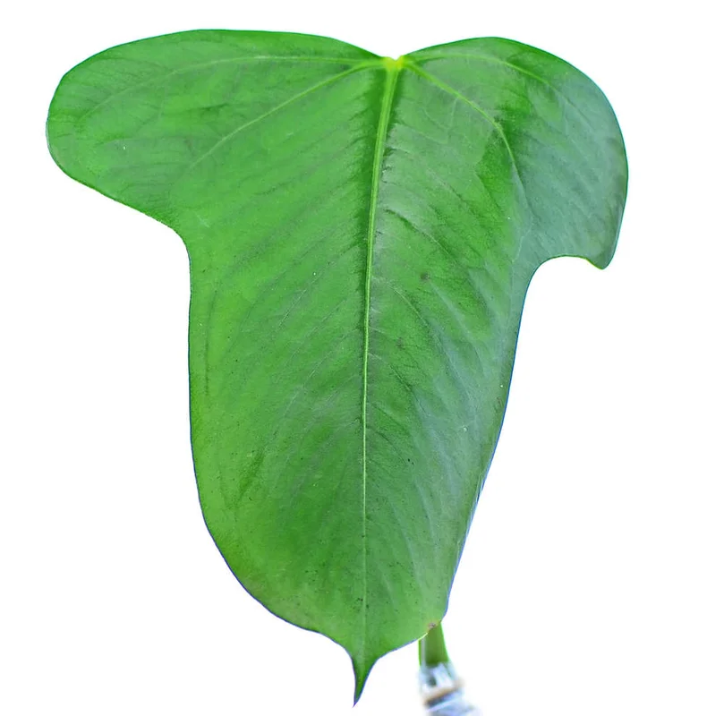 littletreedesignbiotopes832873
