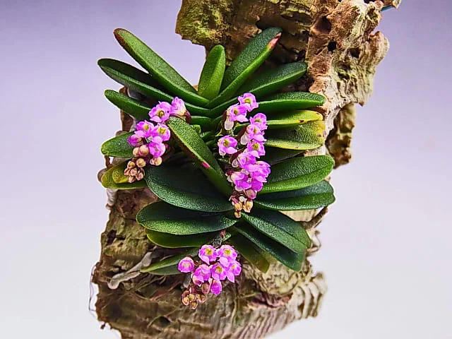 littletreedesignbiotopes833029