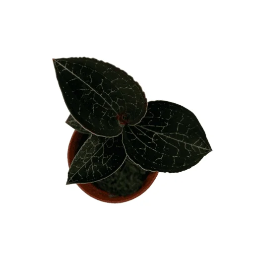 littletreedesignbiotopes833098