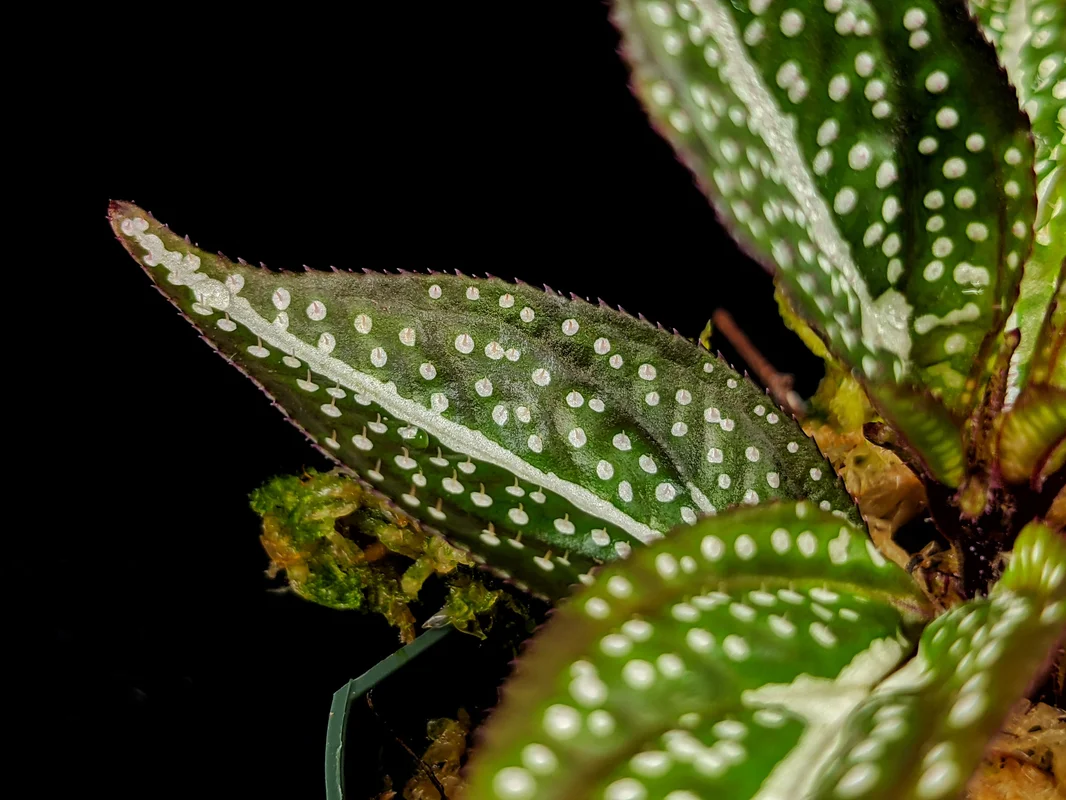 littletreedesignbiotopes833118