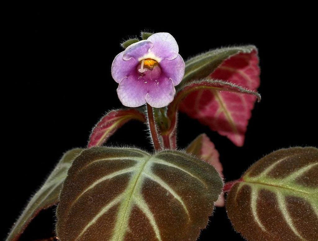 littletreedesignbiotopes833134