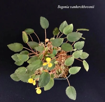 littletreedesignbiotopes833150