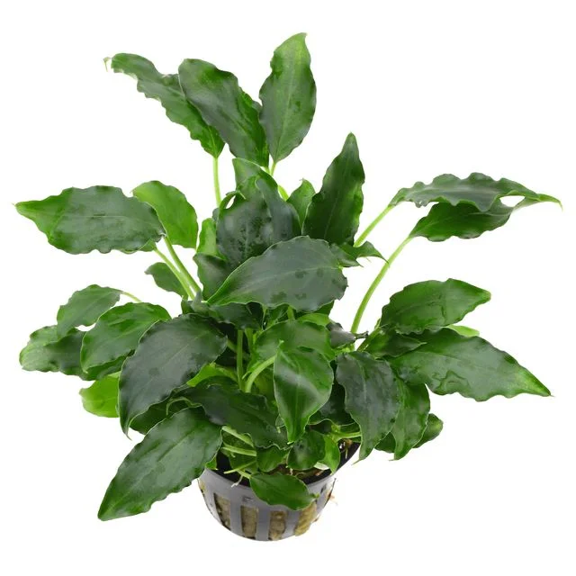 littletreedesignbiotopes833412
