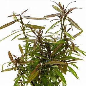littletreedesignbiotopes833462