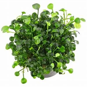 littletreedesignbiotopes833483