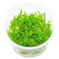 littletreedesignbiotopes833515