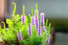 littletreedesignbiotopes833535