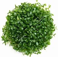 littletreedesignbiotopes833582