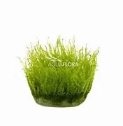 littletreedesignbiotopes833599
