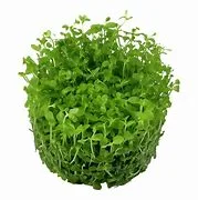 littletreedesignbiotopes833617