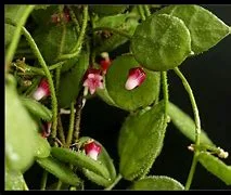 littletreedesignbiotopes833651