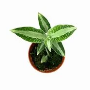 littletreedesignbiotopes833691