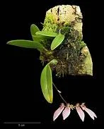 littletreedesignbiotopes833918
