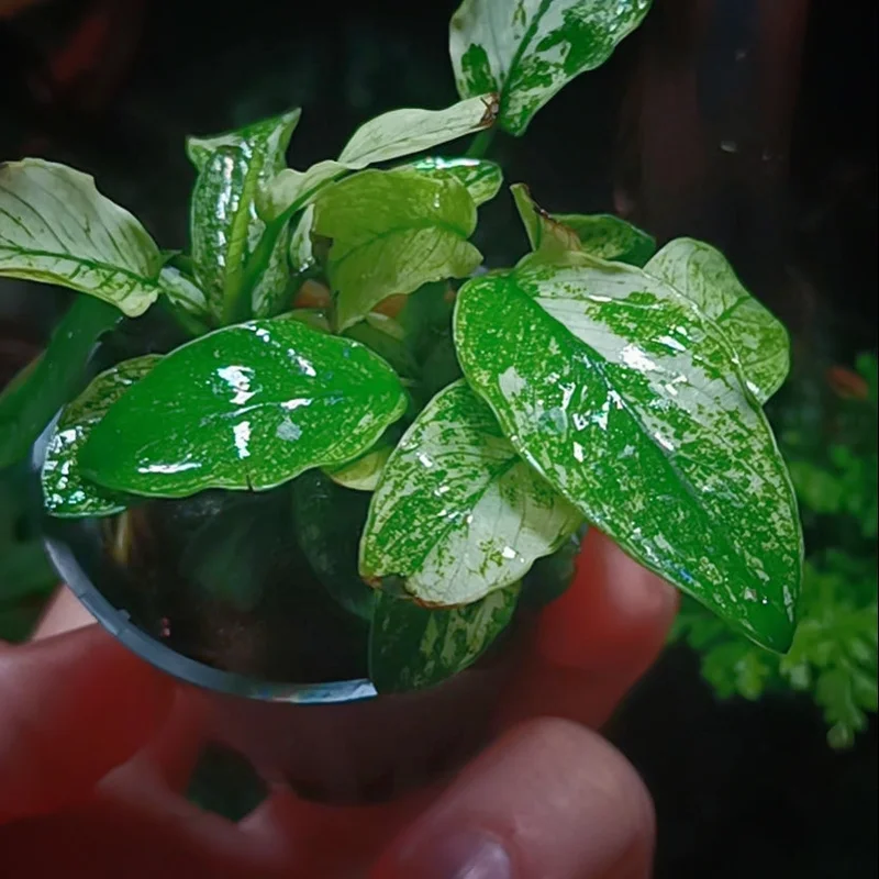 littletreedesignbiotopes833931