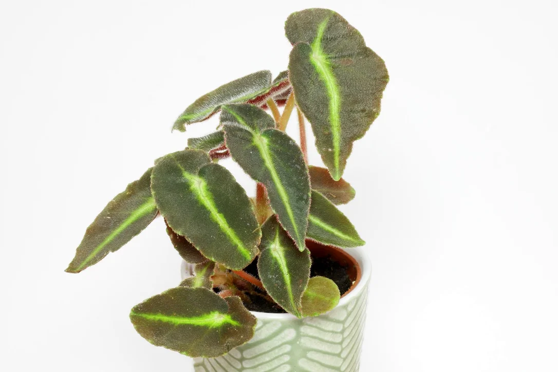 littletreedesignbiotopes833974