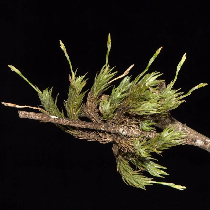 littletreedesignbiotopes833997