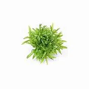 littletreedesignbiotopes834167