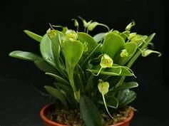 littletreedesignbiotopes834259