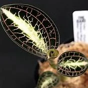 littletreedesignbiotopes834400