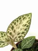 littletreedesignbiotopes834414