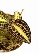 littletreedesignbiotopes834433