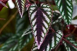 littletreedesignbiotopes834451