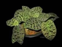 littletreedesignbiotopes834472