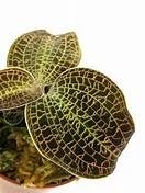 littletreedesignbiotopes834485