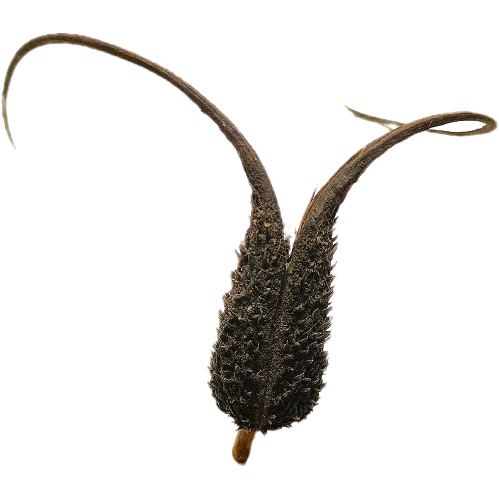 littletreedesignbiotopes834575