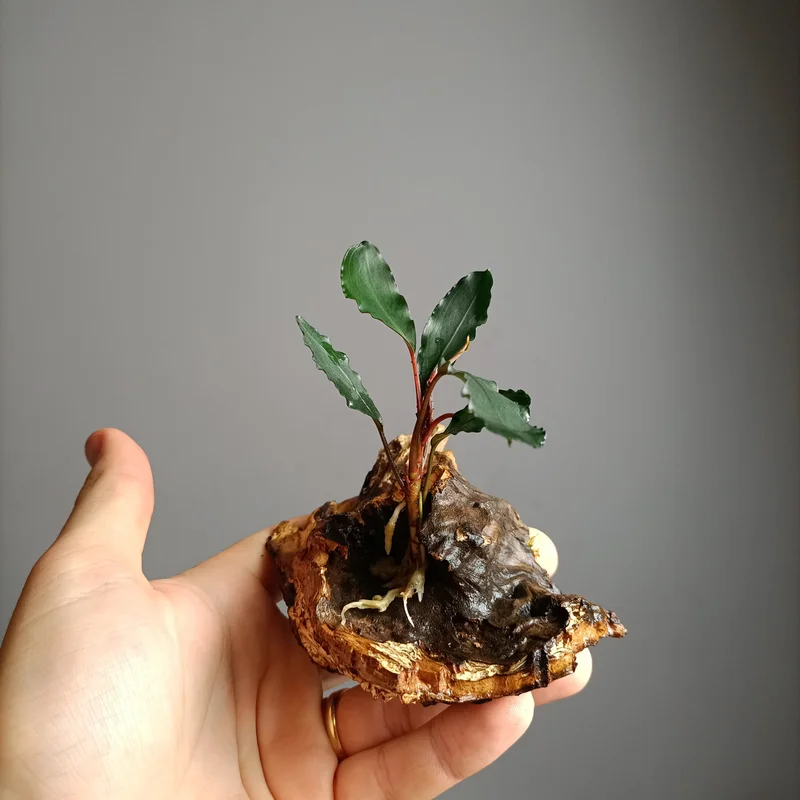 littletreedesignbiotopes835082