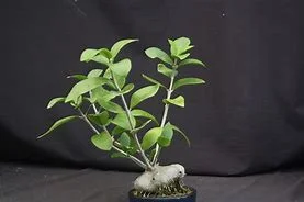littletreedesignbiotopes835102