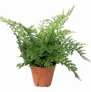 littletreedesignbiotopes835136