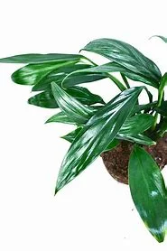 littletreedesignbiotopes835172