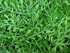 littletreedesignbiotopes835651