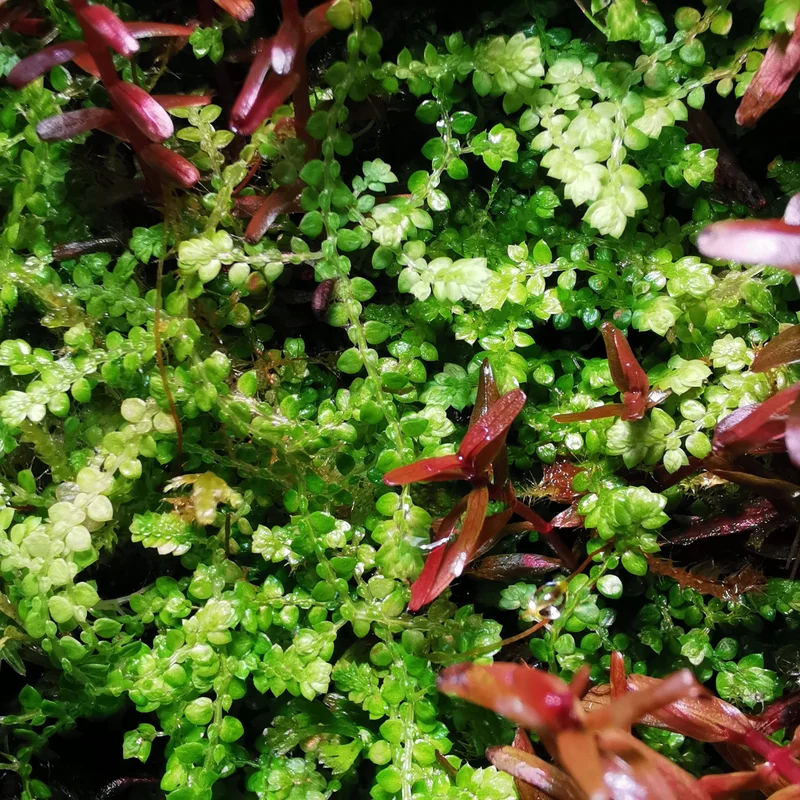littletreedesignbiotopes835673
