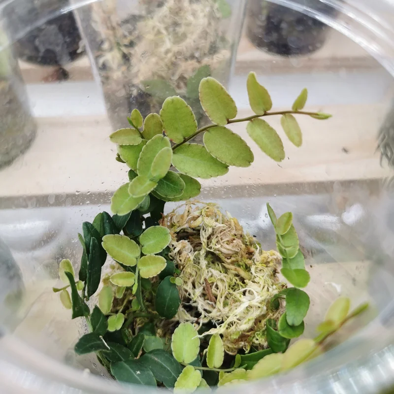littletreedesignbiotopes835741