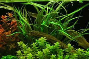 littletreedesignbiotopes835760