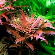 littletreedesignbiotopes835775