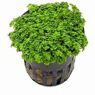 littletreedesignbiotopes835791