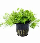 littletreedesignbiotopes835816