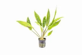 littletreedesignbiotopes835836