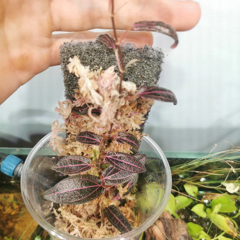 littletreedesignbiotopes835989