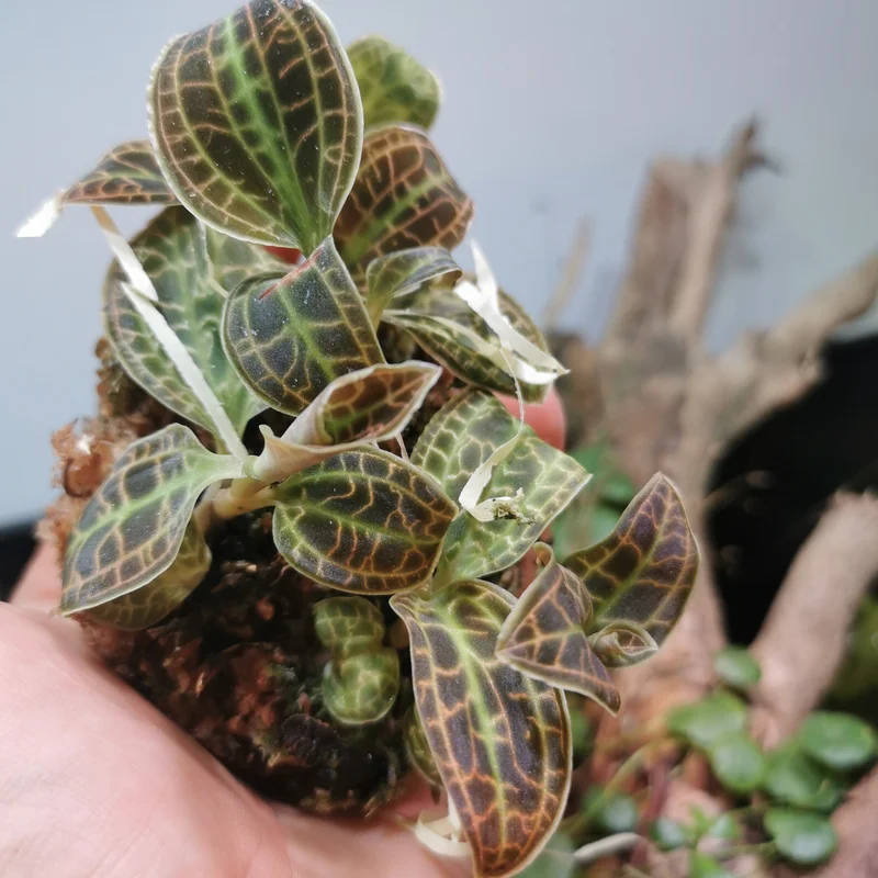 littletreedesignbiotopes836027