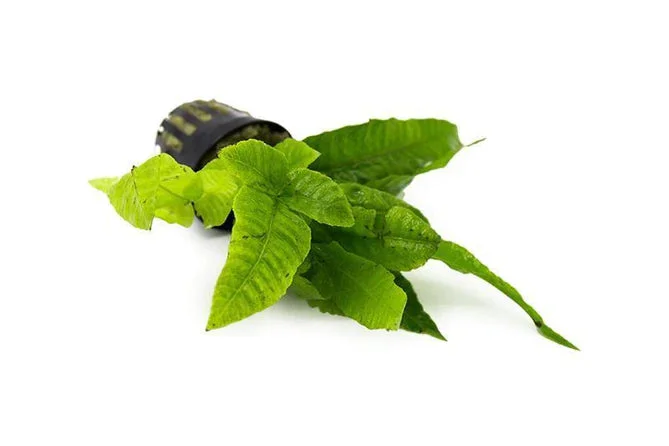 littletreedesignbiotopes836044