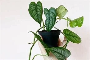 littletreedesignbiotopes836130